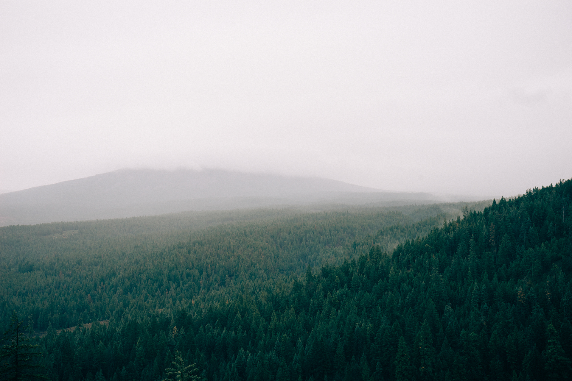 forest image